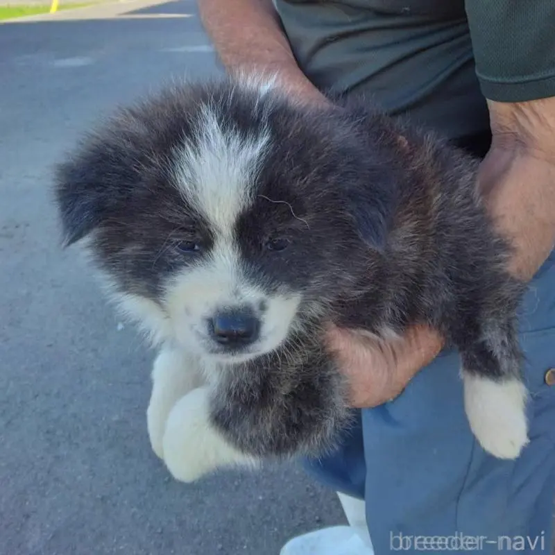 販売中の福岡県の秋田犬-423521の1枚目