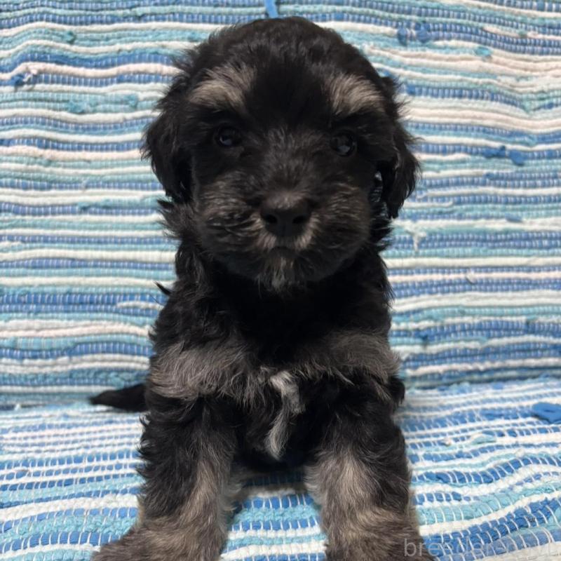 販売中の宮崎県のマルプー:マルチーズ×トイプードル-423523の1枚目