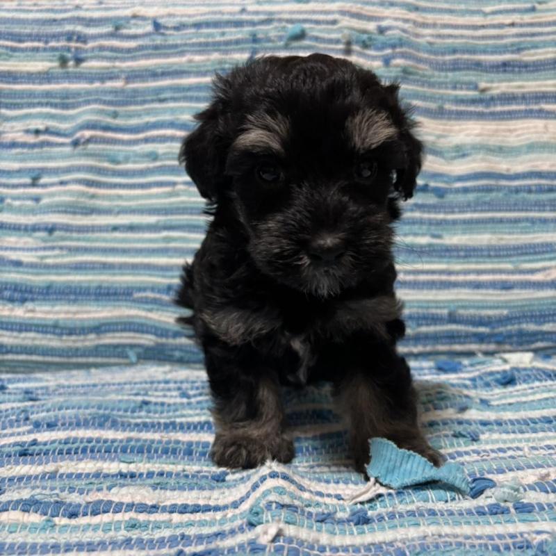 販売中の宮崎県のマルプー:マルチーズ×トイプードル-423523の6枚目