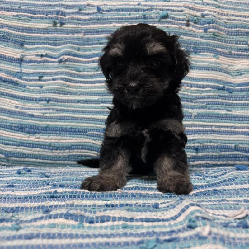 販売中の宮崎県のマルプー:マルチーズ×トイプードル-423523の5枚目