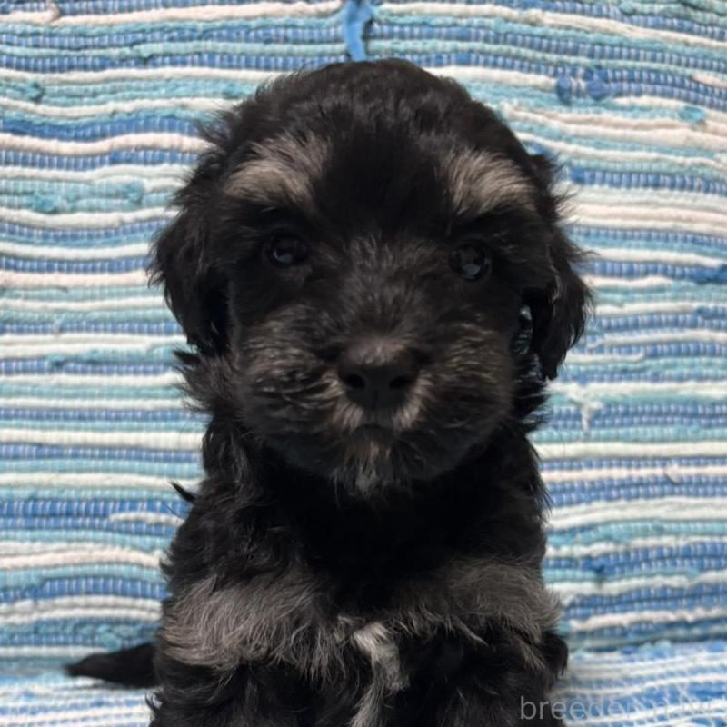 販売中の宮崎県のマルプー:マルチーズ×トイプードル-423523の4枚目