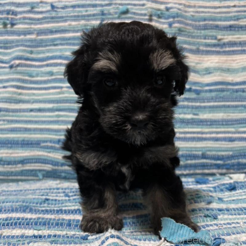 販売中の宮崎県のマルプー:マルチーズ×トイプードル-423523の3枚目