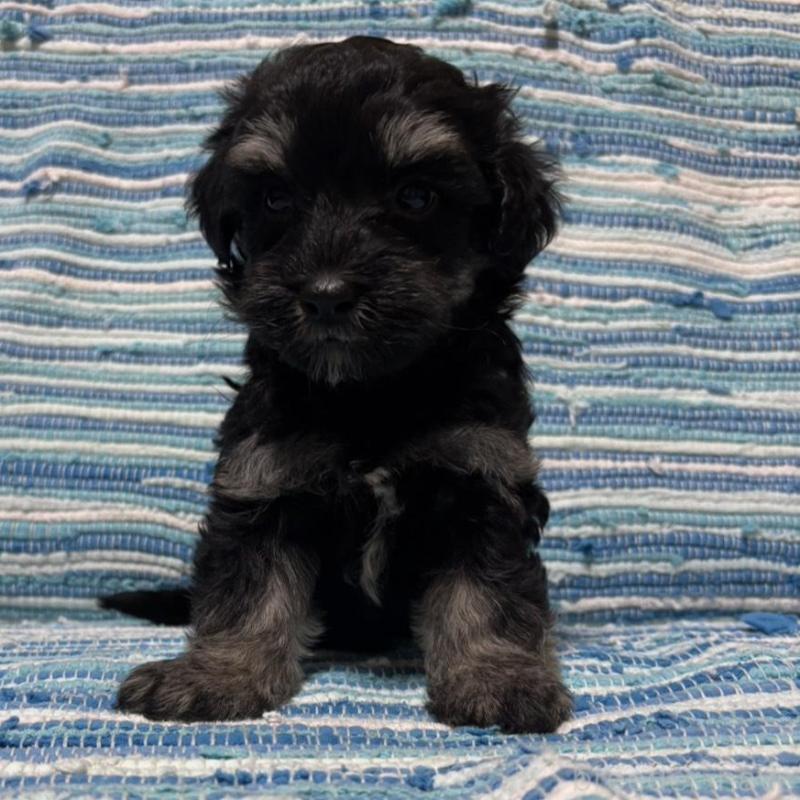 販売中の宮崎県のマルプー:マルチーズ×トイプードル-423523の2枚目