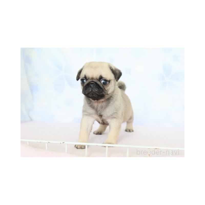 販売中の熊本県のパグ-423524の4枚目