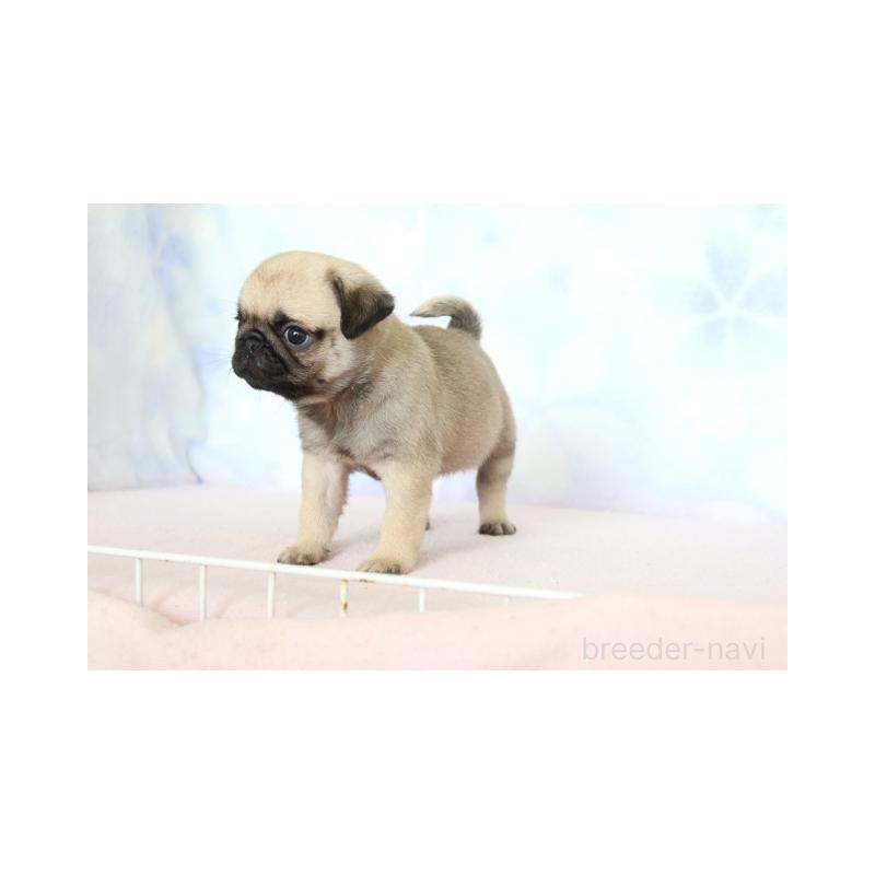 販売中の熊本県のパグ-423524の3枚目