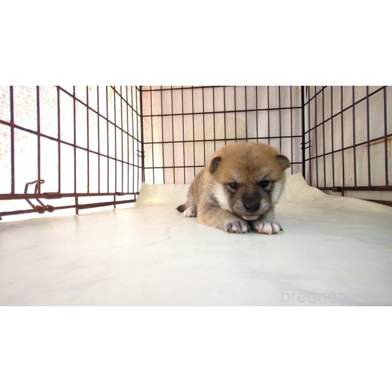 販売中の茨城県の柴犬-423527の1枚目