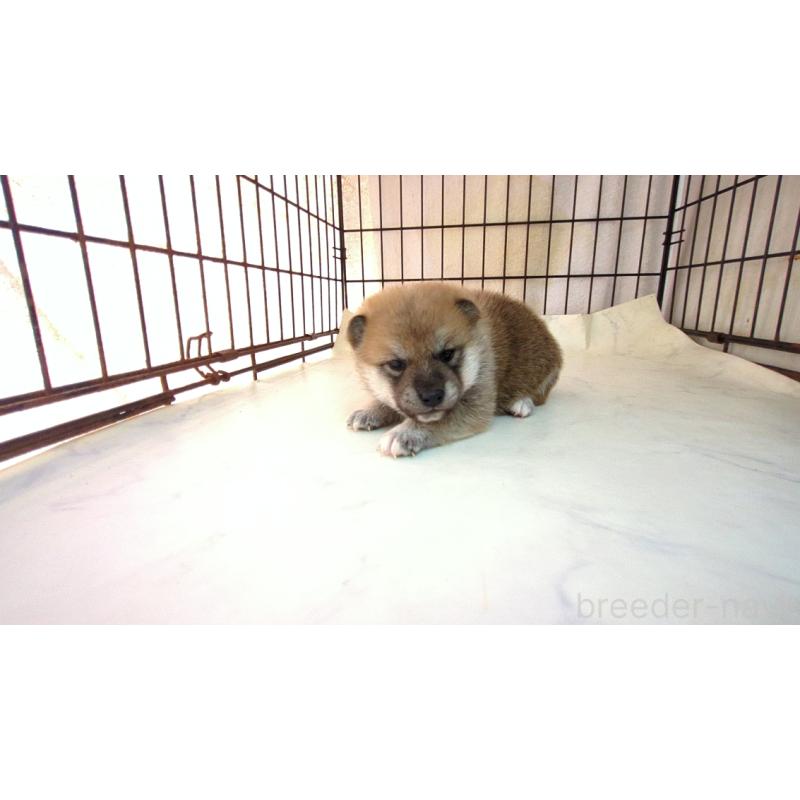 販売中の茨城県の柴犬-423527の4枚目