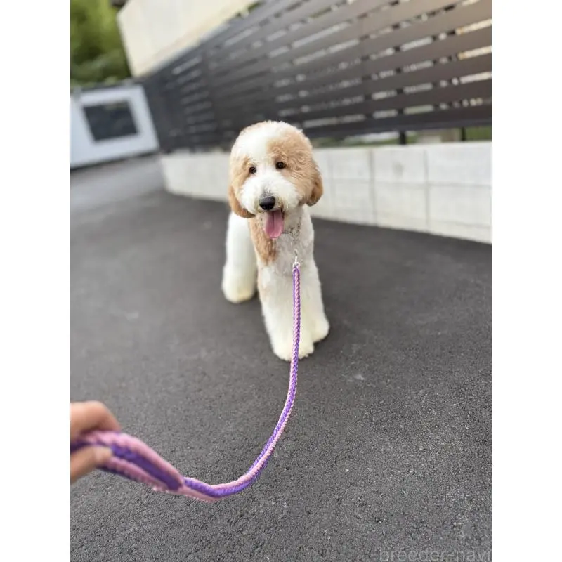 販売中の京都府のスタンダードプードル-423532の8枚目