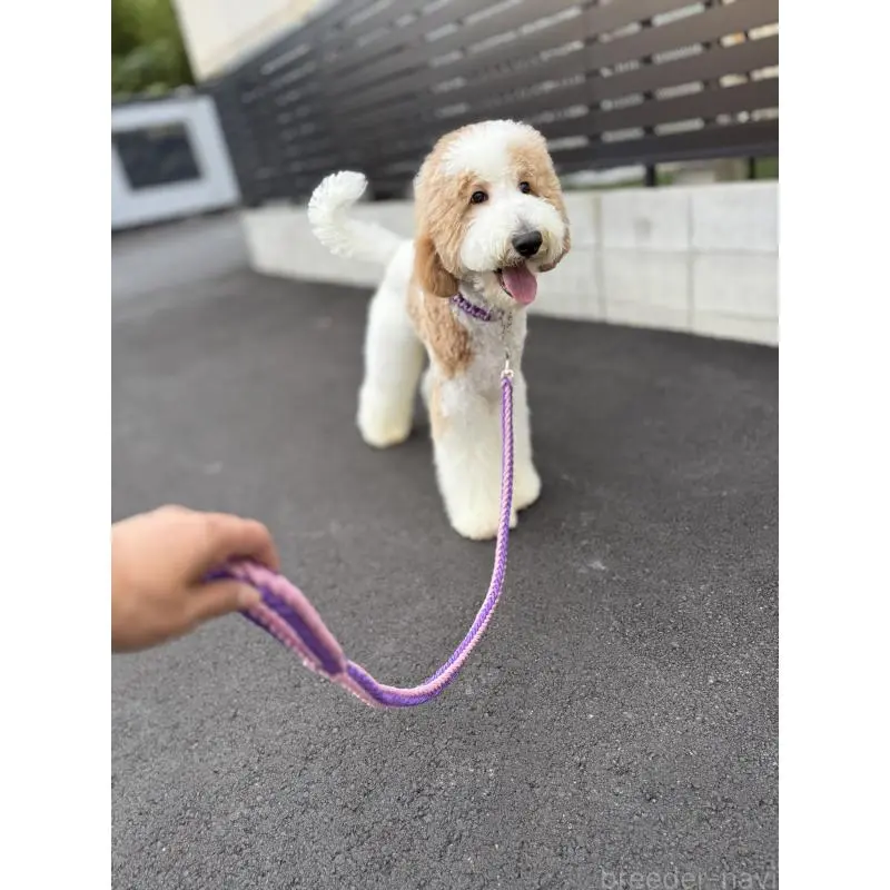 販売中の京都府のスタンダードプードル-423532の7枚目