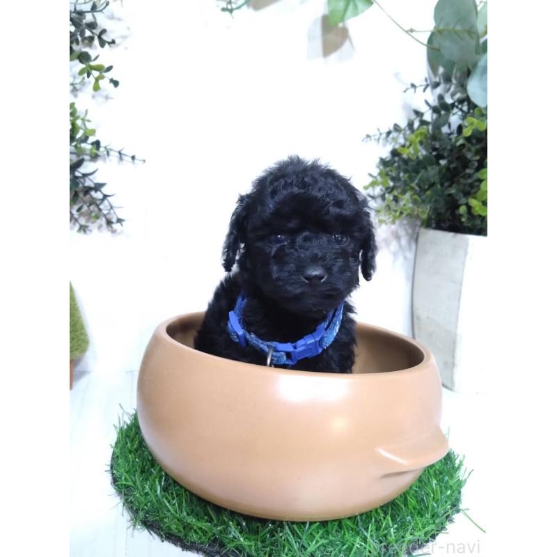 販売中の三重県のタイニープードル-423526の9枚目