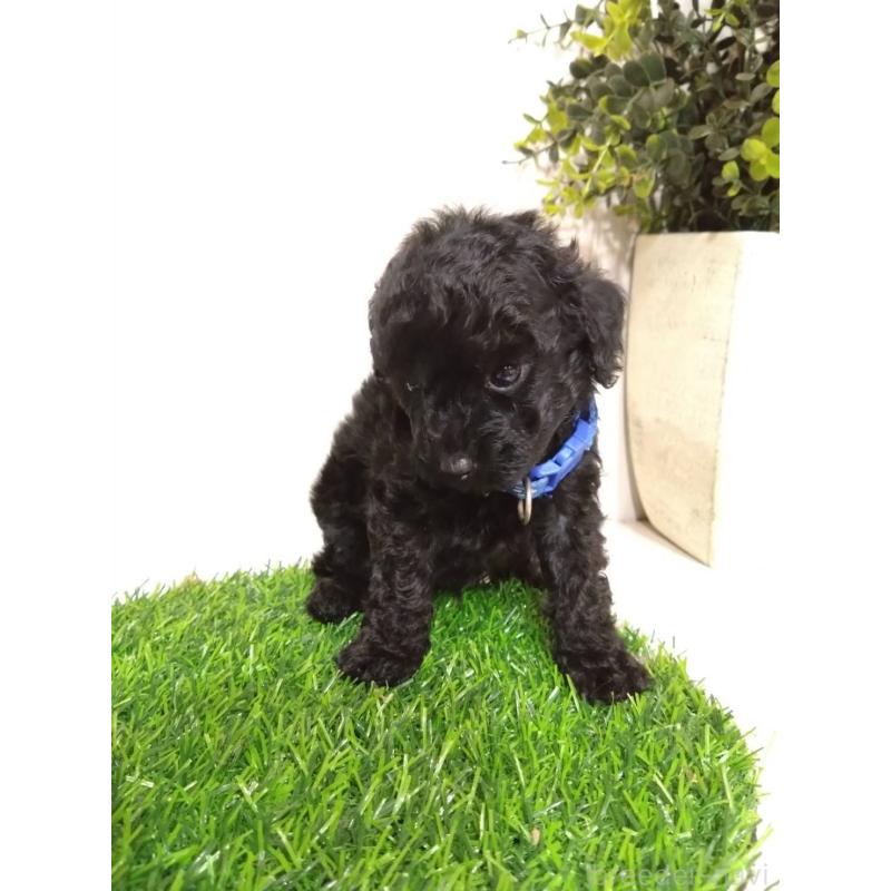 販売中の三重県のタイニープードル-423526の7枚目