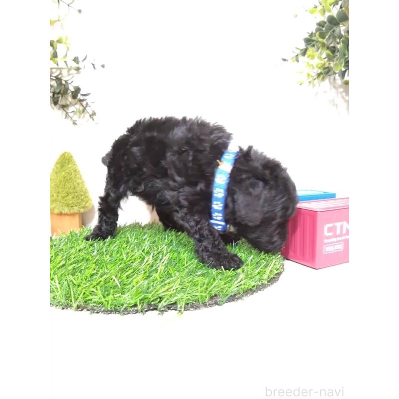 販売中の三重県のタイニープードル-423526の8枚目