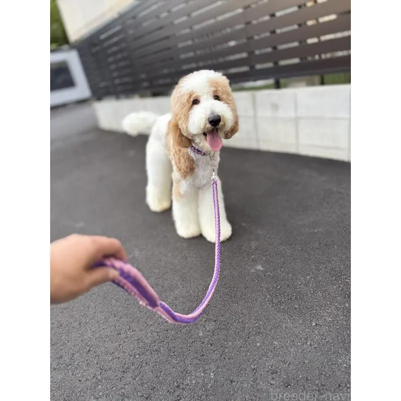 販売中の京都府のスタンダードプードル-423532の6枚目