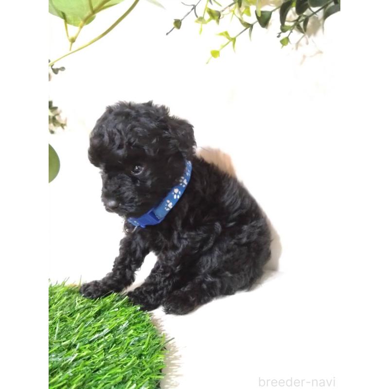 販売中の三重県のタイニープードル-423526の6枚目