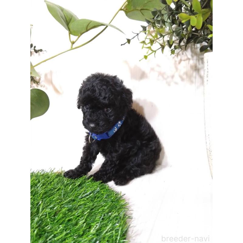 販売中の三重県のタイニープードル-423526の5枚目