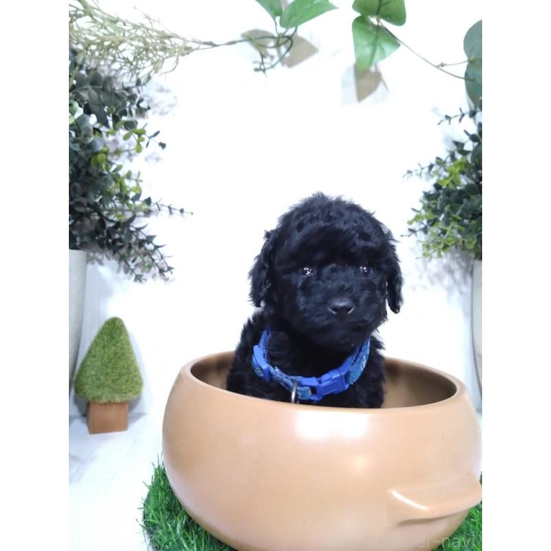 販売中の三重県のタイニープードル-423526の4枚目