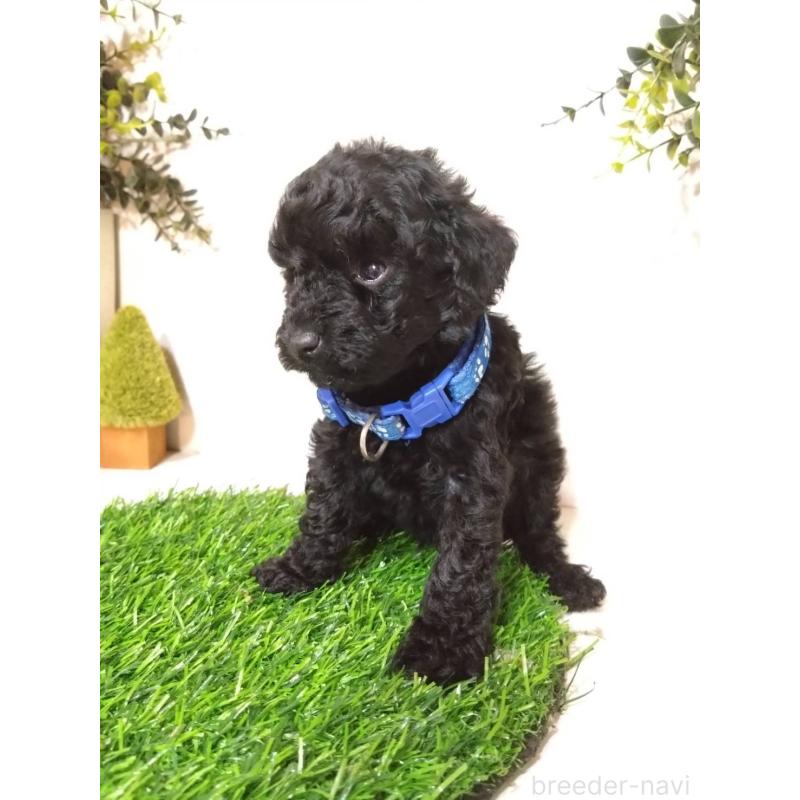 販売中の三重県のタイニープードル-423526の2枚目