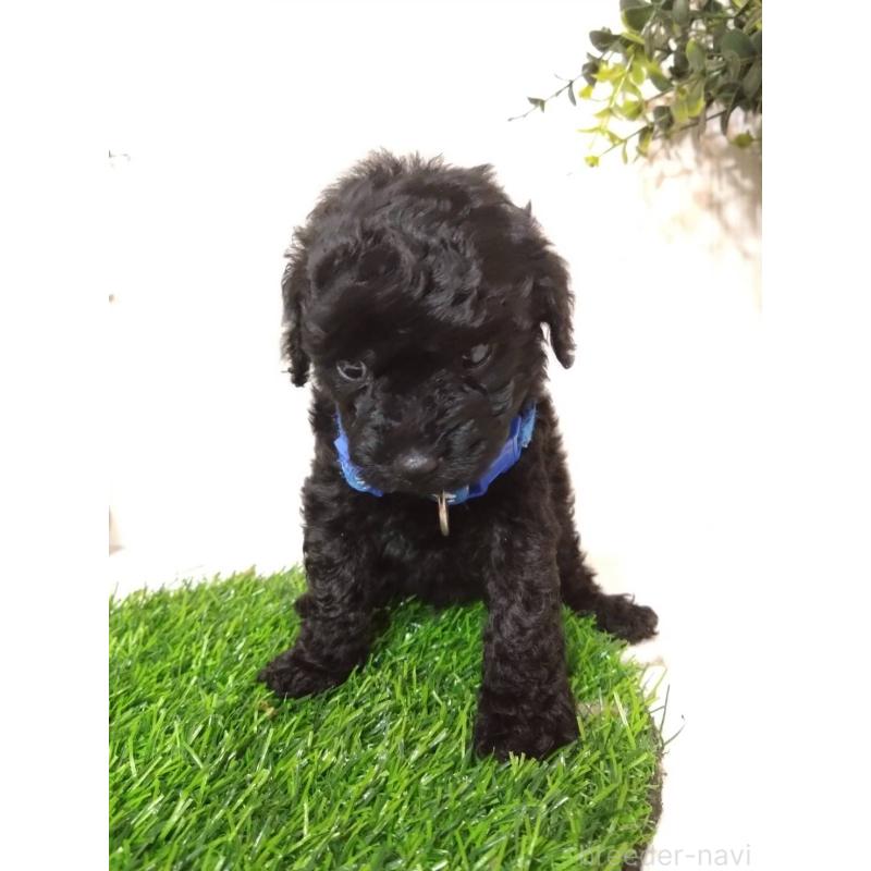 販売中の三重県のタイニープードル-423526の3枚目