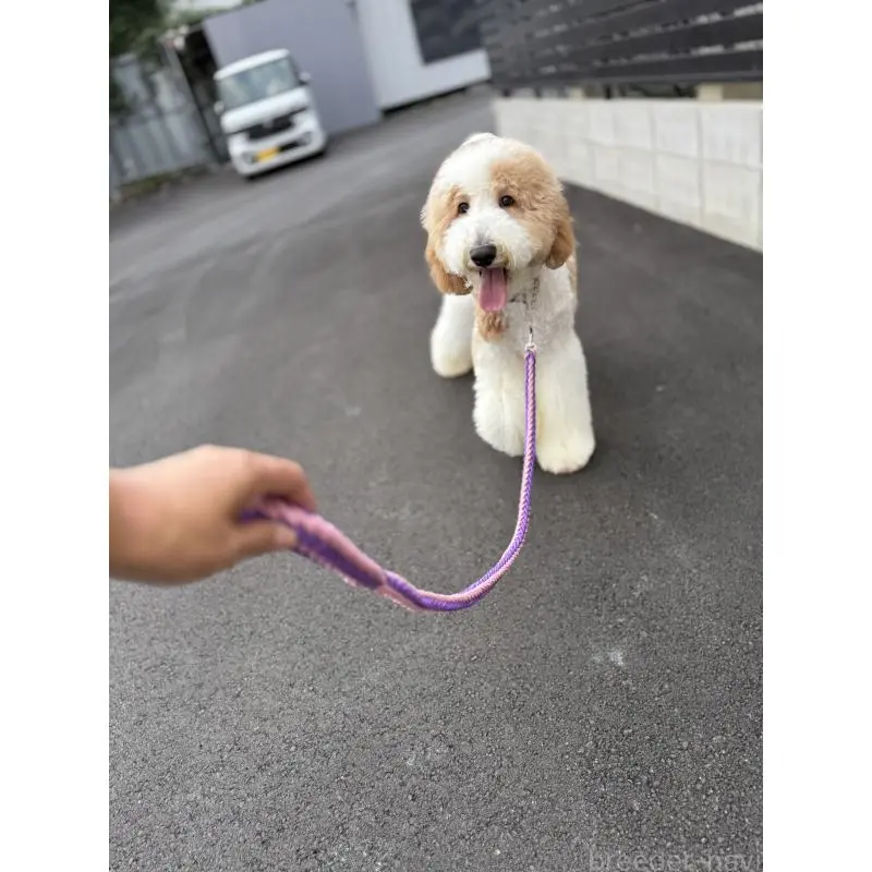 販売中の京都府のスタンダードプードル-423532の5枚目