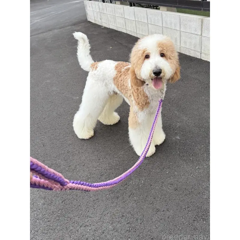 販売中の京都府のスタンダードプードル-423532の4枚目