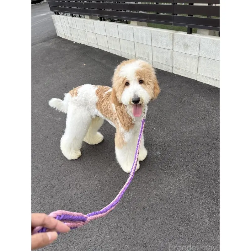 販売中の京都府のスタンダードプードル-423532の3枚目