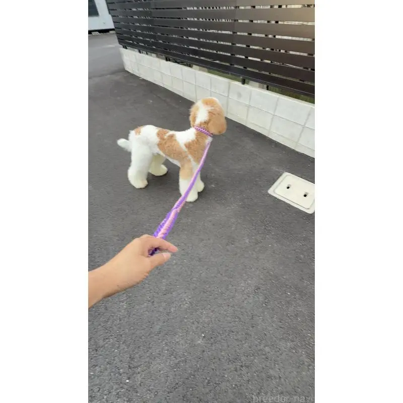 販売中の京都府のスタンダードプードル-423532の2枚目