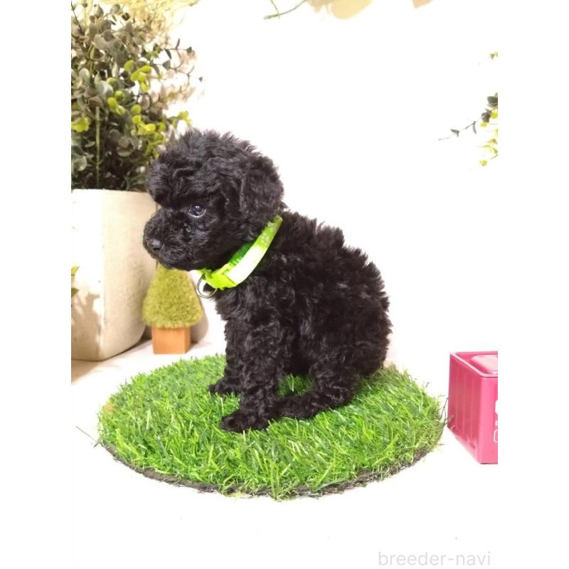 販売中の三重県のタイニープードル-423528の8枚目