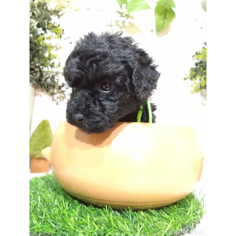 販売中の三重県のタイニープードル-423528の7枚目