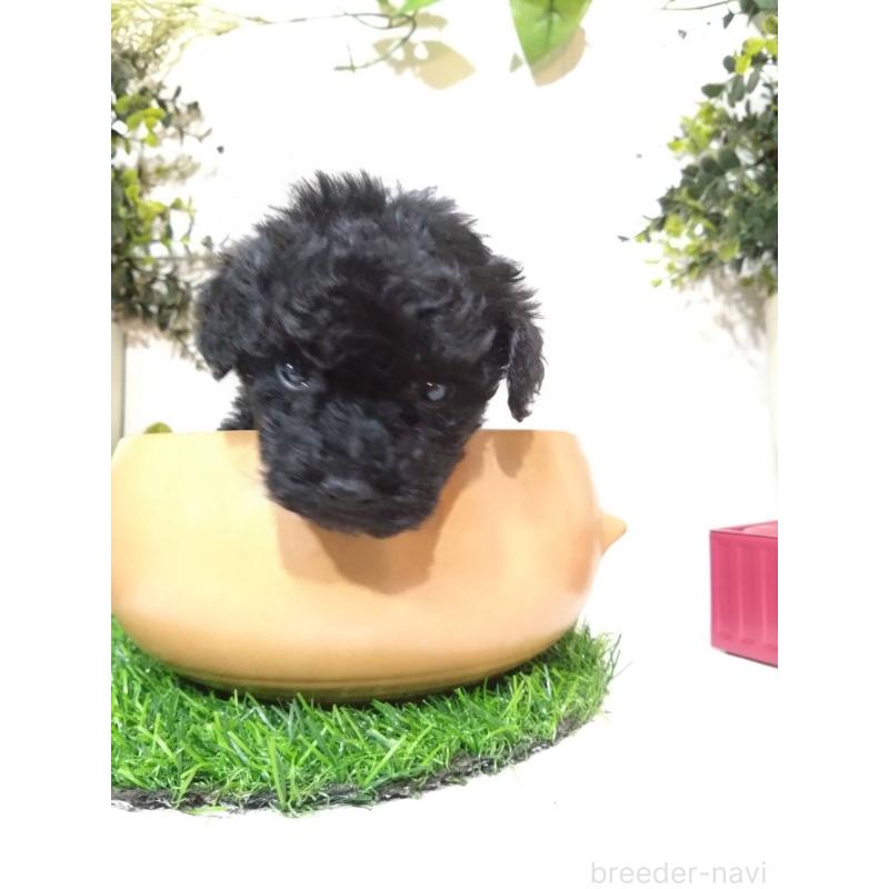 販売中の三重県のタイニープードル-423528の6枚目