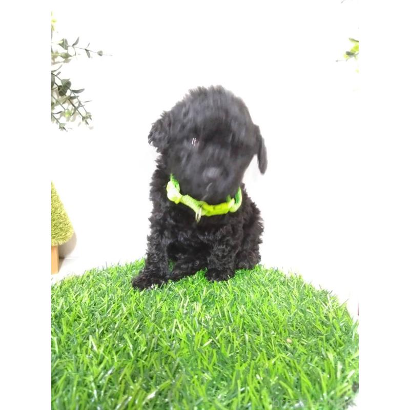 販売中の三重県のタイニープードル-423528の5枚目