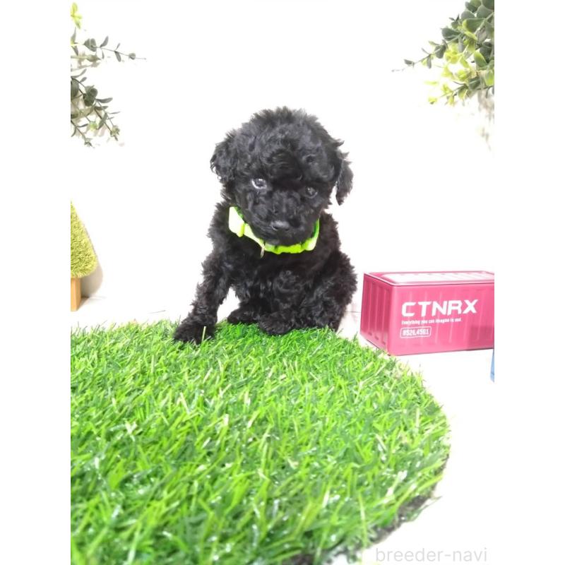 販売中の三重県のタイニープードル-423528の4枚目