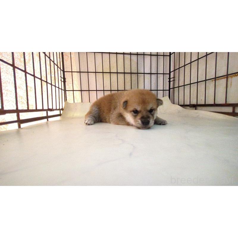 販売中の茨城県の柴犬-423529の5枚目