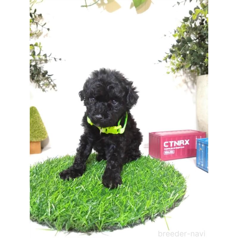 販売中の三重県のタイニープードル-423528の3枚目