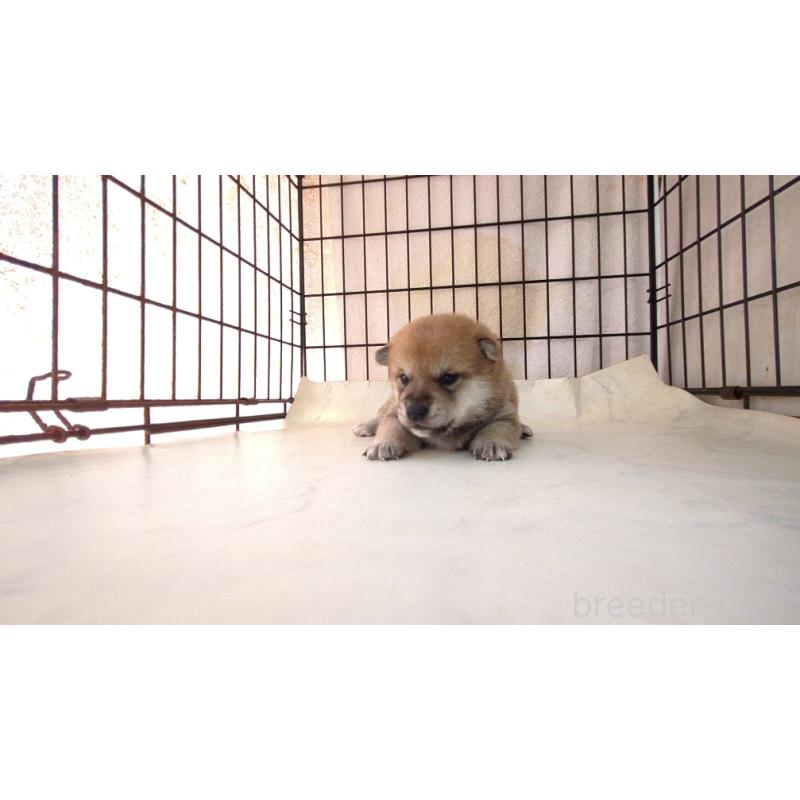 販売中の茨城県の柴犬-423529の4枚目