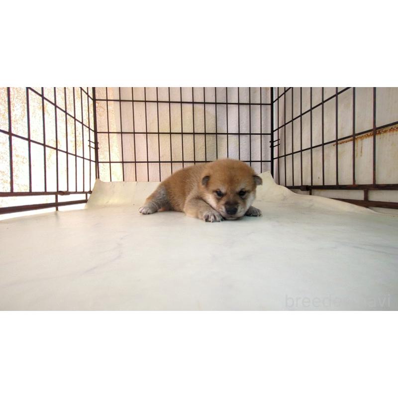 販売中の茨城県の柴犬-423529の3枚目