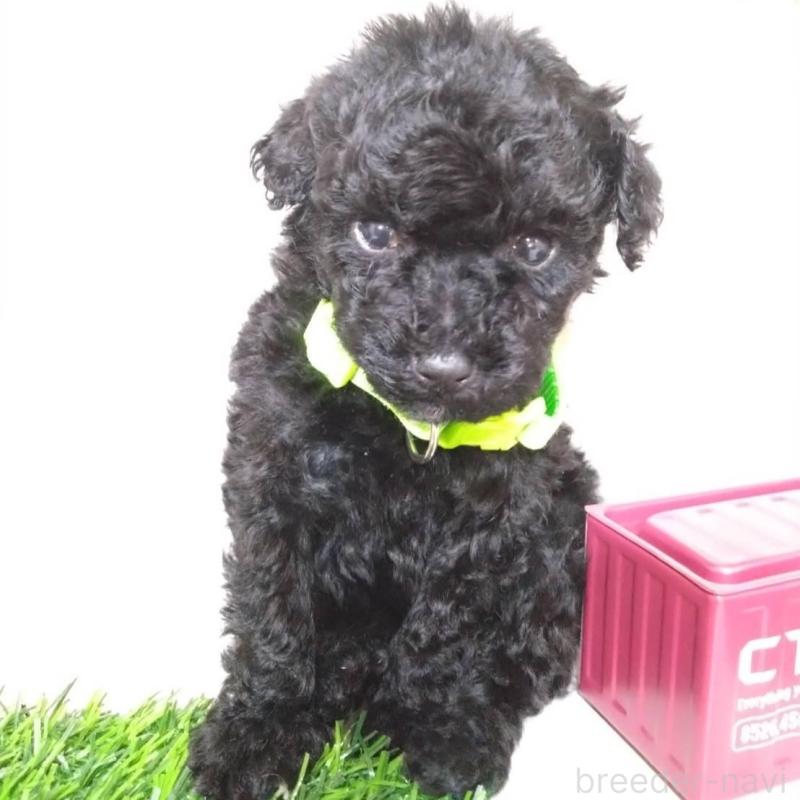 販売中の三重県のタイニープードル-423528の2枚目