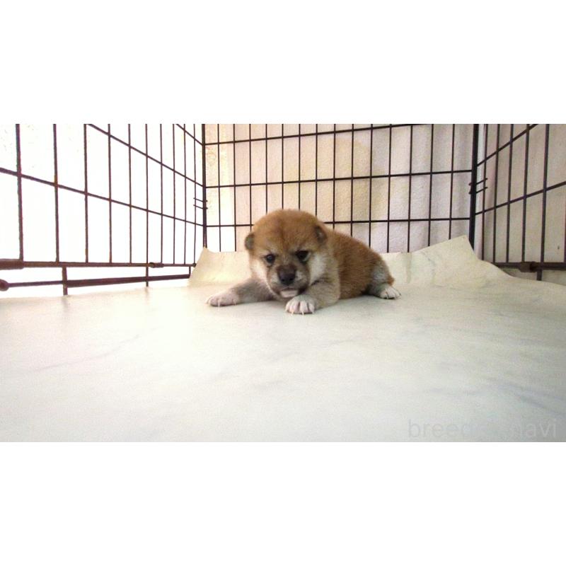 販売中の茨城県の柴犬-423530