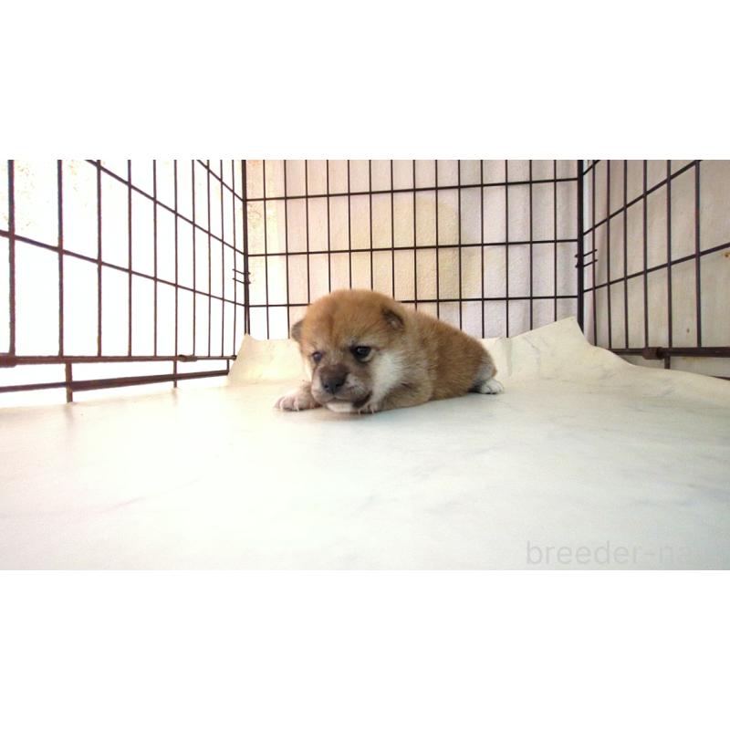 販売中の茨城県の柴犬-423530の2枚目