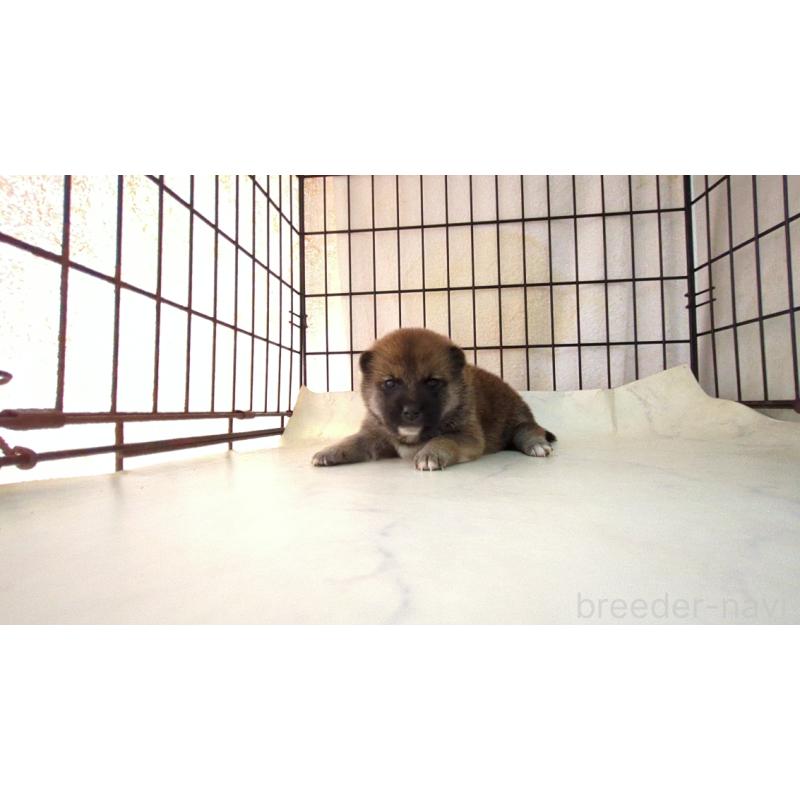 販売中の茨城県の柴犬-423531