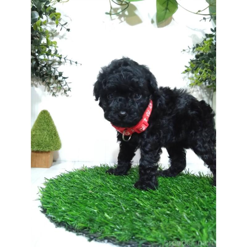 販売中の三重県のタイニープードル-423533の9枚目