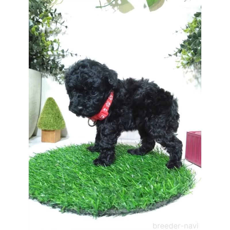 販売中の三重県のタイニープードル-423533の7枚目