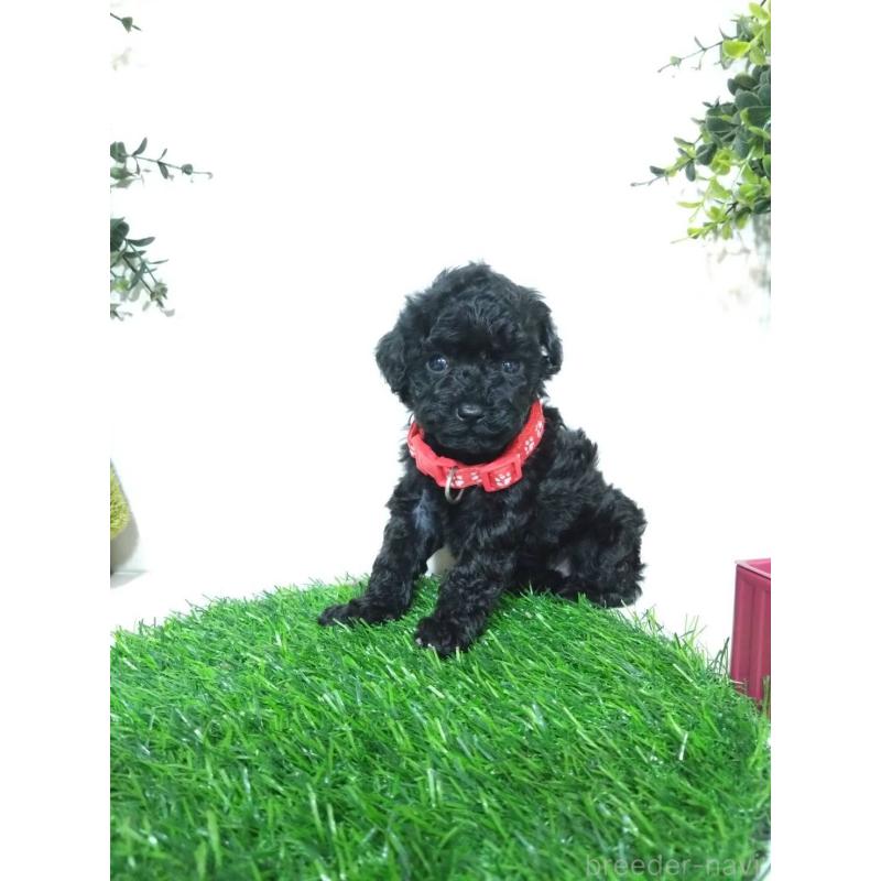 販売中の三重県のタイニープードル-423533の8枚目