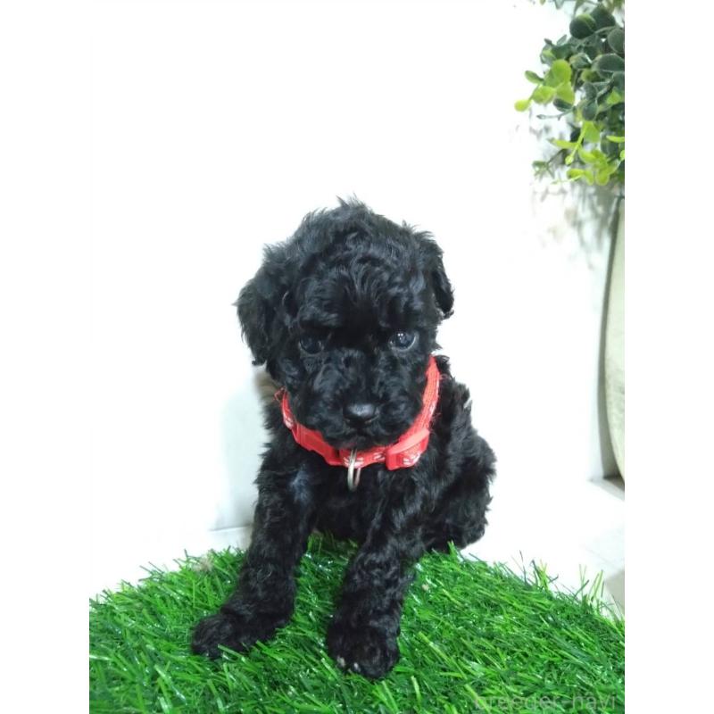 販売中の三重県のタイニープードル-423533の6枚目