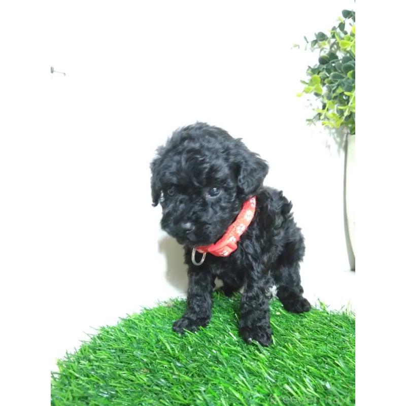 販売中の三重県のタイニープードル-423533の5枚目