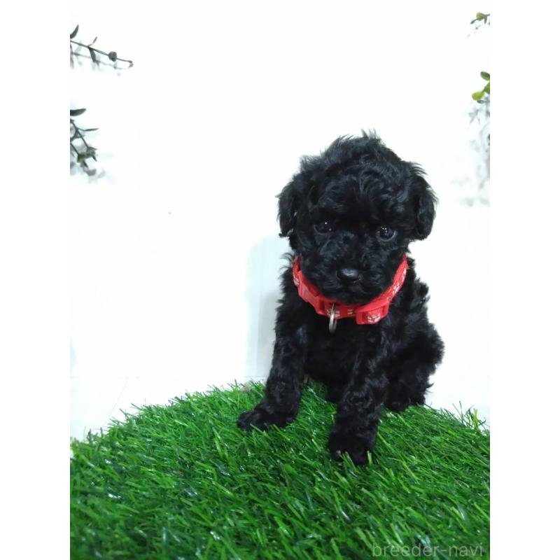 販売中の三重県のタイニープードル-423533の4枚目