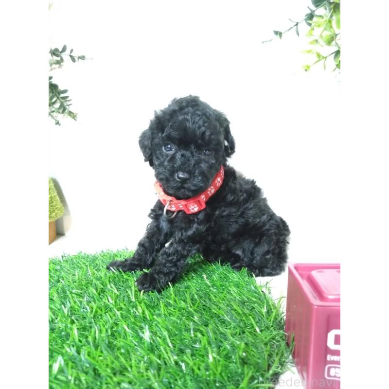 販売中の三重県のタイニープードル-423533の3枚目