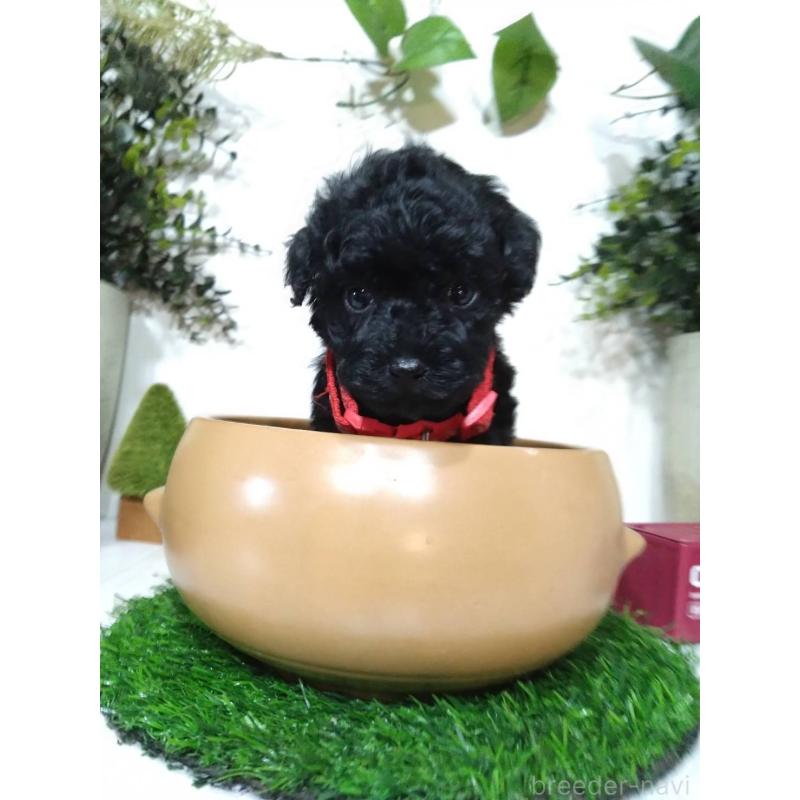 販売中の三重県のタイニープードル-423533の2枚目