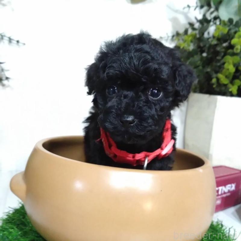 販売中の三重県のタイニープードル-423533