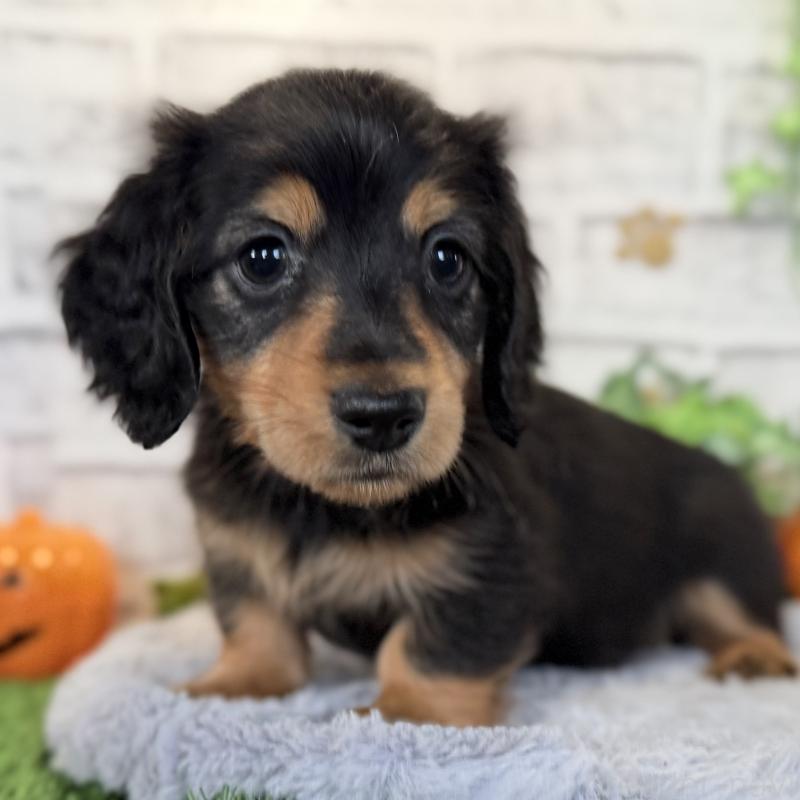 販売中の埼玉県のミニチュアダックスフンド(ロングヘアード)-423535の11枚目