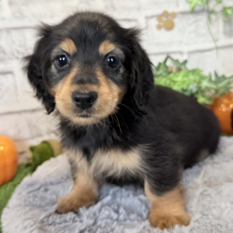 販売中の埼玉県のミニチュアダックスフンド(ロングヘアード)-423535の10枚目